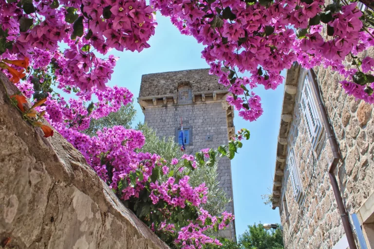 beautiful pink flowers in front of old tower in Koločep
