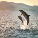 Doplhin springt in der Nähe der Küste in Kroatien