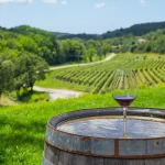Ein Glas Rotwein auf einem Weinberg in Istrien, Kroatien.