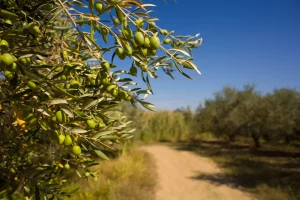 Green gold in Istria