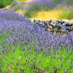 Lavender and dry stones on Island Hvar, Croatia
