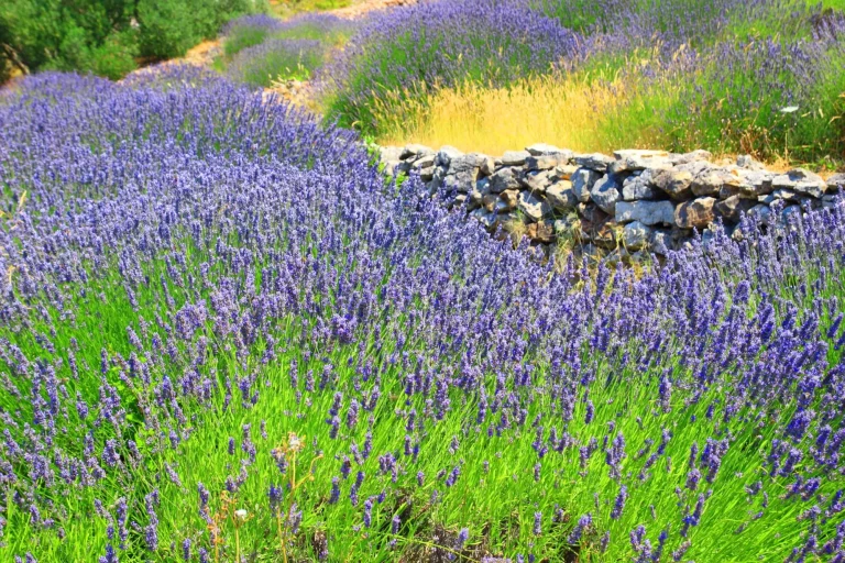 Lavendel und trockene Steine auf der Insel Hvar, Kroatien