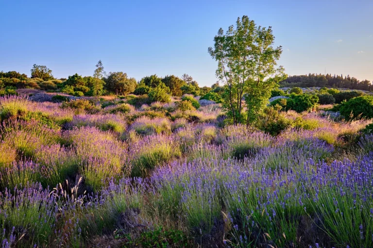 Lavendelfeld auf der Insel Hvar an einem sonnigen Tag, Kroatien